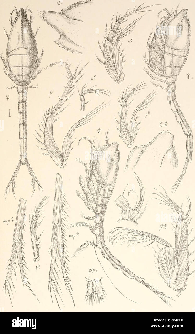 . Ein Konto der Crustacea von Norwegen, mit kurzen Beschreibungen und