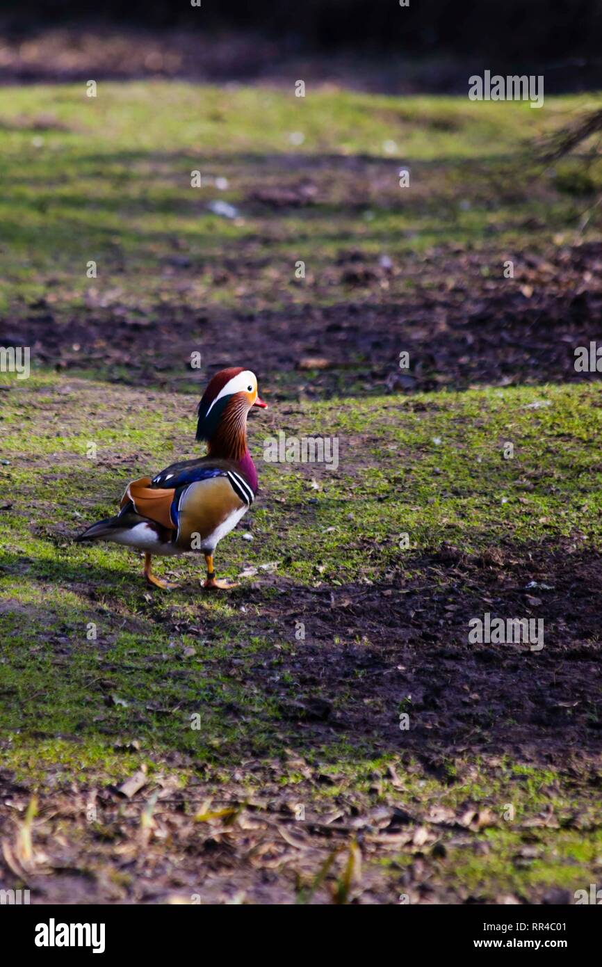 Mandarin Ente, Wildgeflügel und Feuchtgebiete Trust, London, Großbritannien. Stockfoto