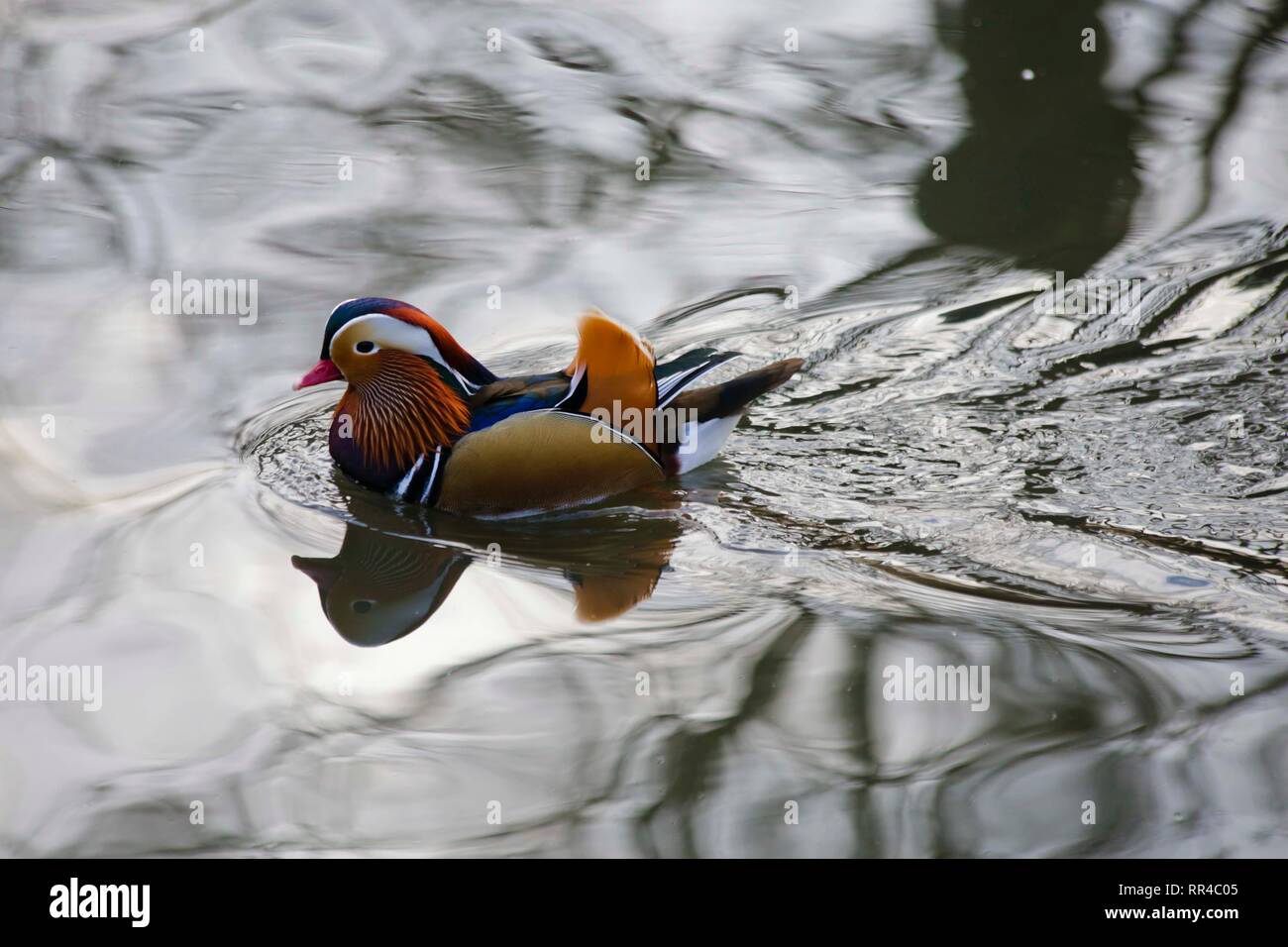 Mandarin Ente, Wildgeflügel und Feuchtgebiete Trust, London, Großbritannien. Stockfoto