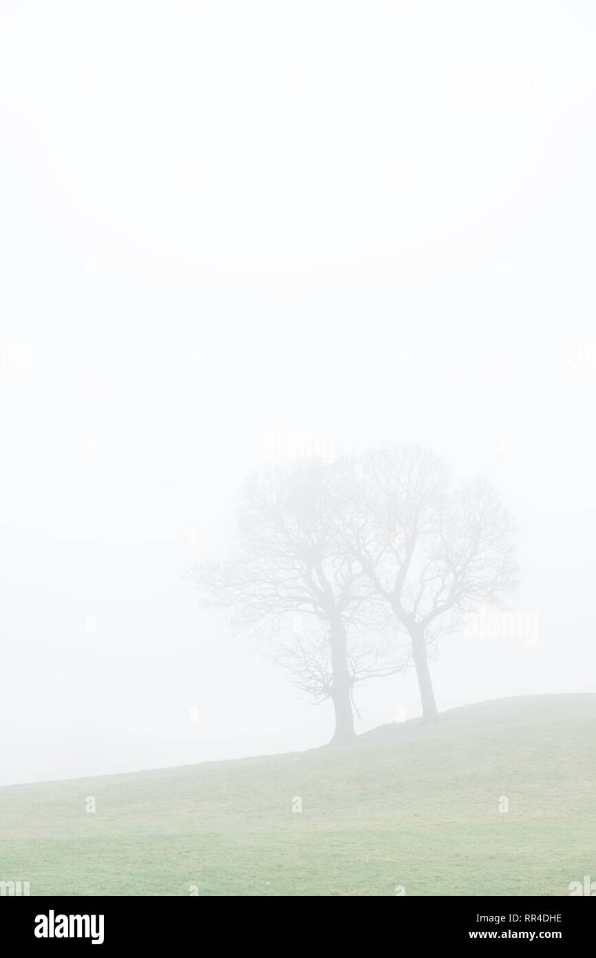Bäume Paar in Liebe misty Nebel am Morgen im Querformat auf grünes Feld Stockfoto