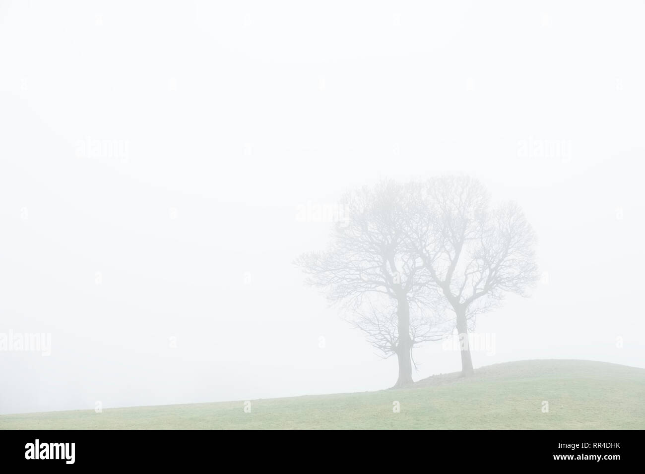 Bäume Paar in Liebe misty Nebel am Morgen im Querformat auf grünes Feld Stockfoto