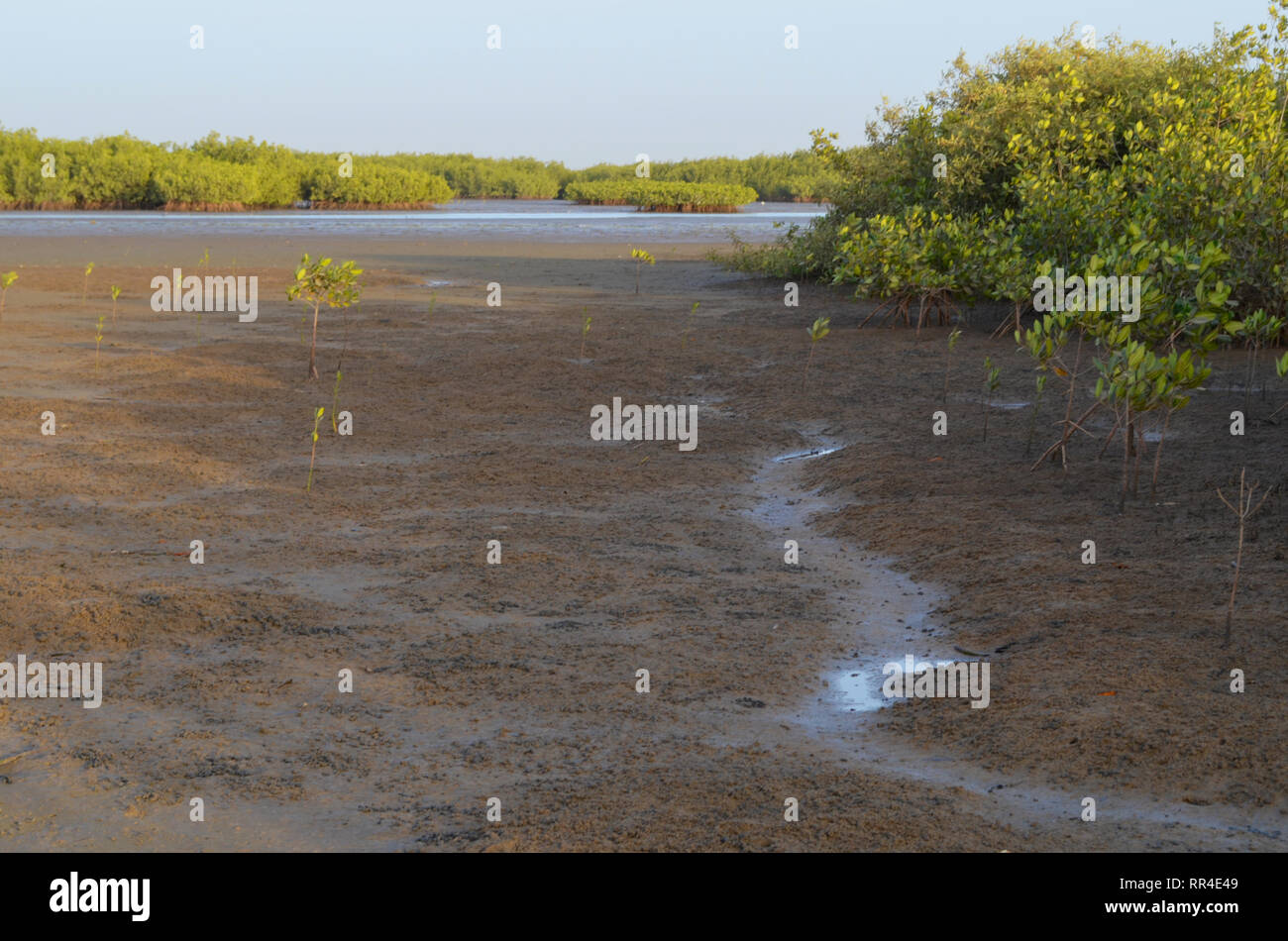 Mangrovenwälder im saloum River Delta, Senegal, Westafrika Stockfoto
