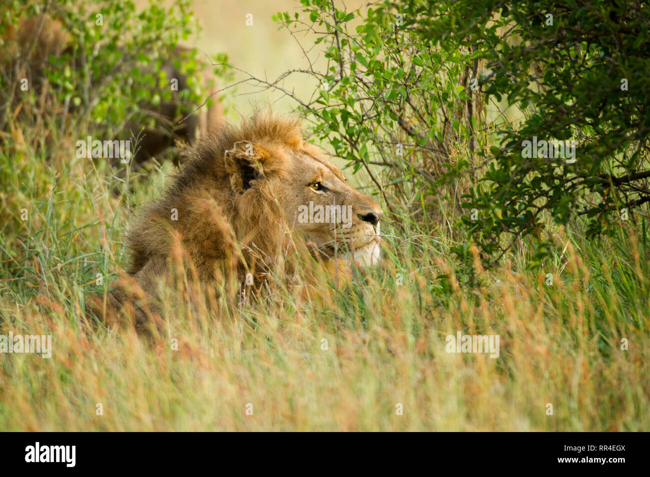Männliche Löwe Panthera leo, Krüger Nationalpark, Südafrika Stockfoto