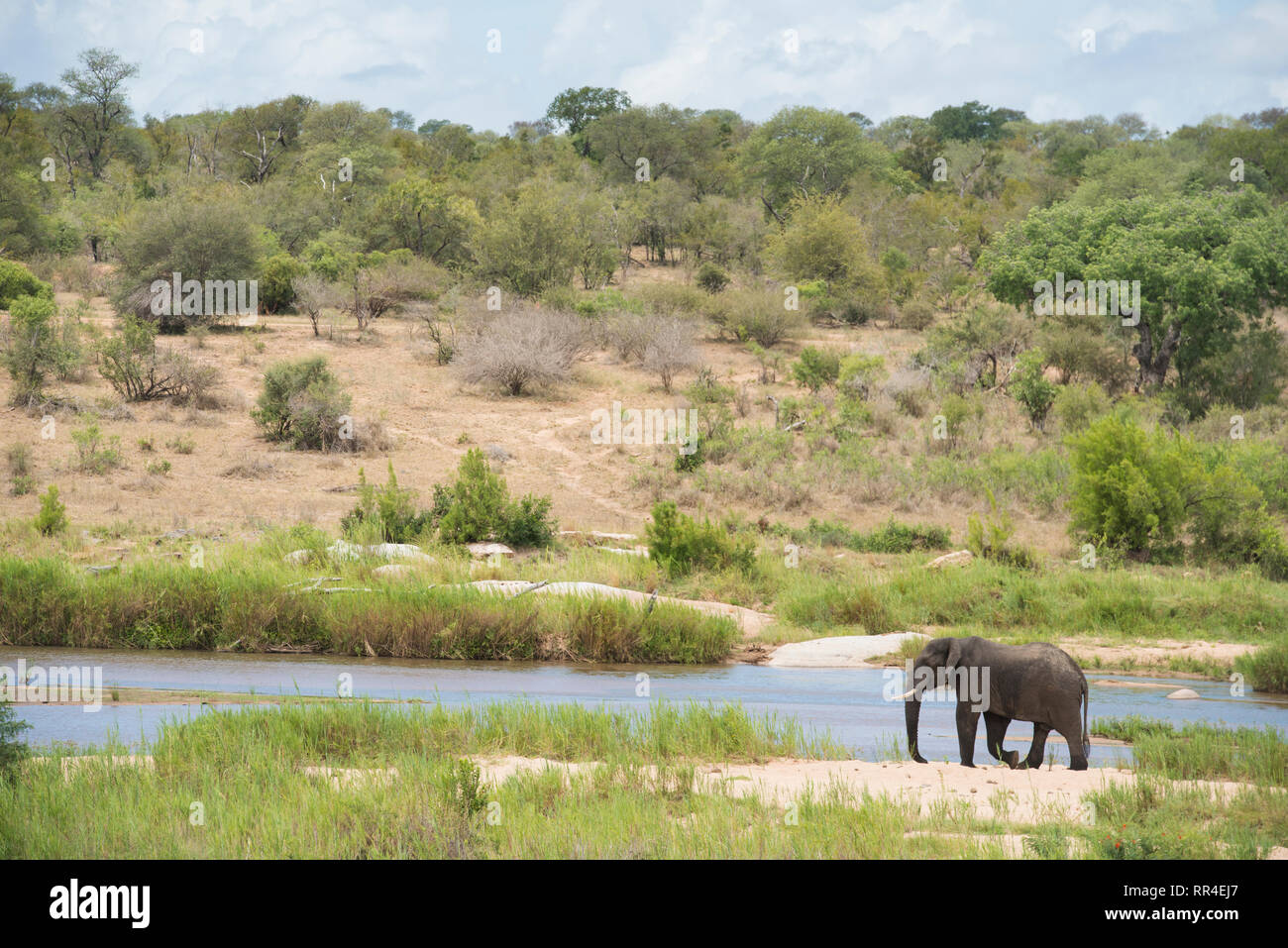 Elefanten am Sabie River, Loxodonta africana, Krüger Nationalpark, Südafrika Stockfoto