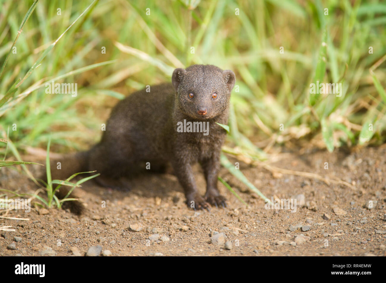 Dwarf Mongoose, Helogale parvula, Krüger Nationalpark, Südafrika Stockfoto