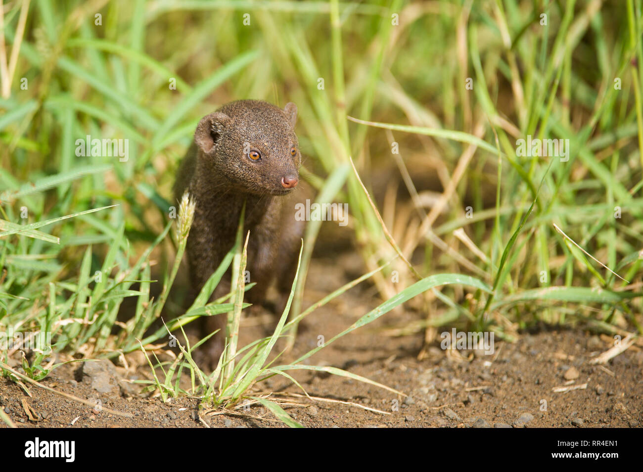 Dwarf Mongoose, Helogale parvula, Krüger Nationalpark, Südafrika Stockfoto