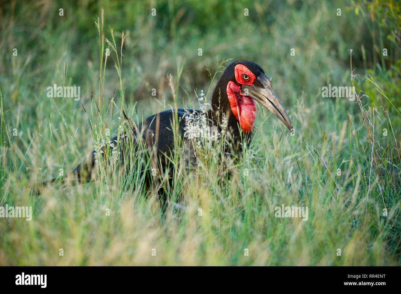 Südliche Hornrabe, Bucorvus Leadbeateri, Krüger Nationalpark, Südafrika Stockfoto