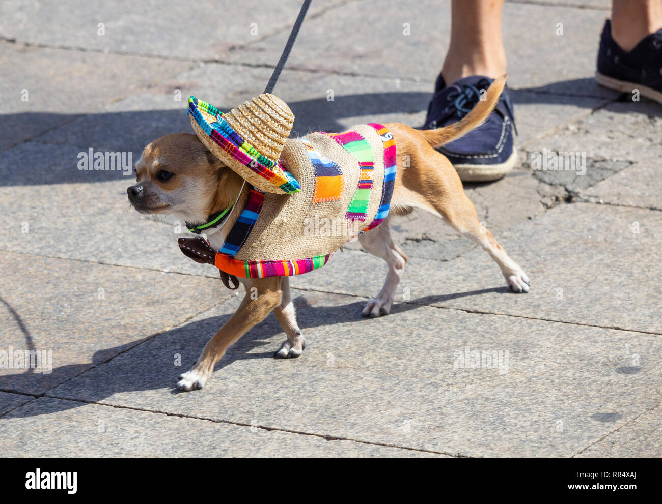 Las Palmas, Gran Canaria, Kanarische Inseln, Spanien. 24. Februar, 2019. Ein Chihuahua posieren für Fotos bei Hund fancy dress Wettbewerb Tag im Karneval von Las Palmas auf Gran Canaria, wo am Sonntag mittag Temperaturen von 33 Grad Celsius erreicht. Credit: ALAN DAWSON/Alamy leben Nachrichten Stockfoto