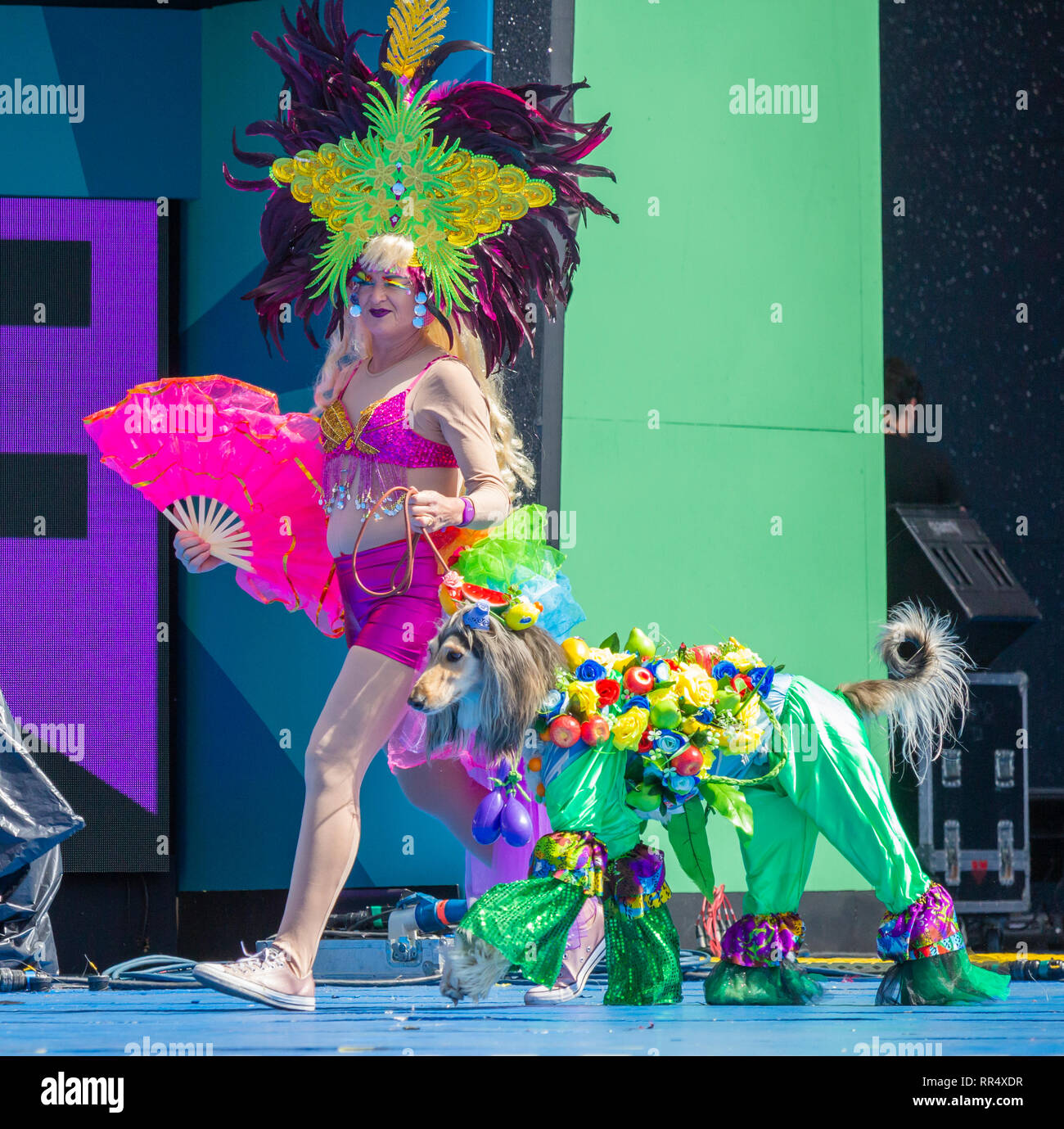 Las Palmas, Gran Canaria, Kanarische Inseln, Spanien. 24. Februar, 2019. Ein Afghanischer Windhund ist vor dem Richter auf Hund fancy dress Wettbewerb Tag im Karneval von Las Palmas auf Gran Canaria, wo am Sonntag mittag Temperaturen von 33 Grad Celsius erreicht vorgeführt. Credit: ALAN DAWSON/Alamy leben Nachrichten Stockfoto