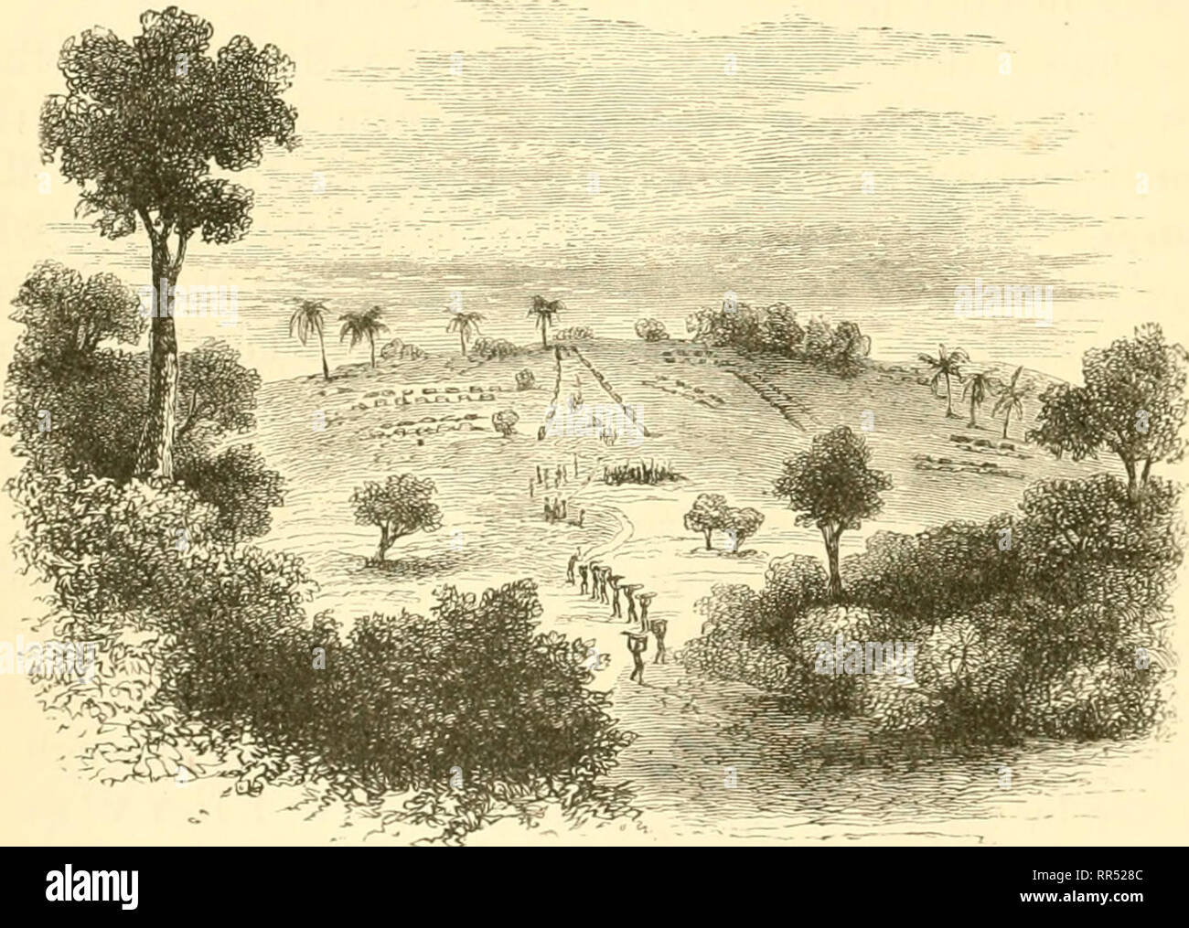 . In ganz Afrika. Indigene Völker -- Afrika, Zentral; Pflanzen-- Afrika, Zentral; Afrika, Zentral-Beschreibung und Reisen. 254 IN GANZ AFRIKA. [Kap. Juli 1874. unteren paar Kabel Sticks gelegt wurden eine Fahrbahn zu bilden. Diese wurden festgezurrt in ihren Orten und Gelbstirn-blatthühnchen in mit Kletterpflanzen, während ein großes Netz von der gleichen verbunden, um den oberen und unteren Sanierungsarbei- auf jeder Seite der Brücke. Insgesamt war es eine sehr geniale und eifective strnctnre, und anstatt mich erstaunt, vor allem als ich noch nie gesehen hatte, eine vergleichbare Konstruktion in Afri-ca, noch in der Tat treffe ich mich mit einem anderen. Karungu, whi Stockfoto