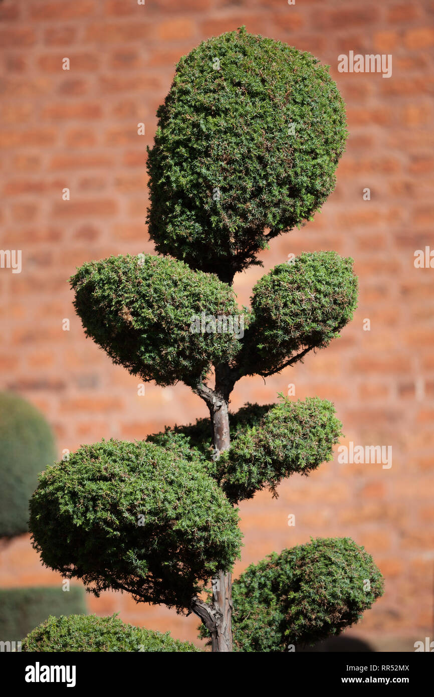 Topiary Garten, abgeschnitten Strauch, geringe Tiefenschärfe Stockfoto