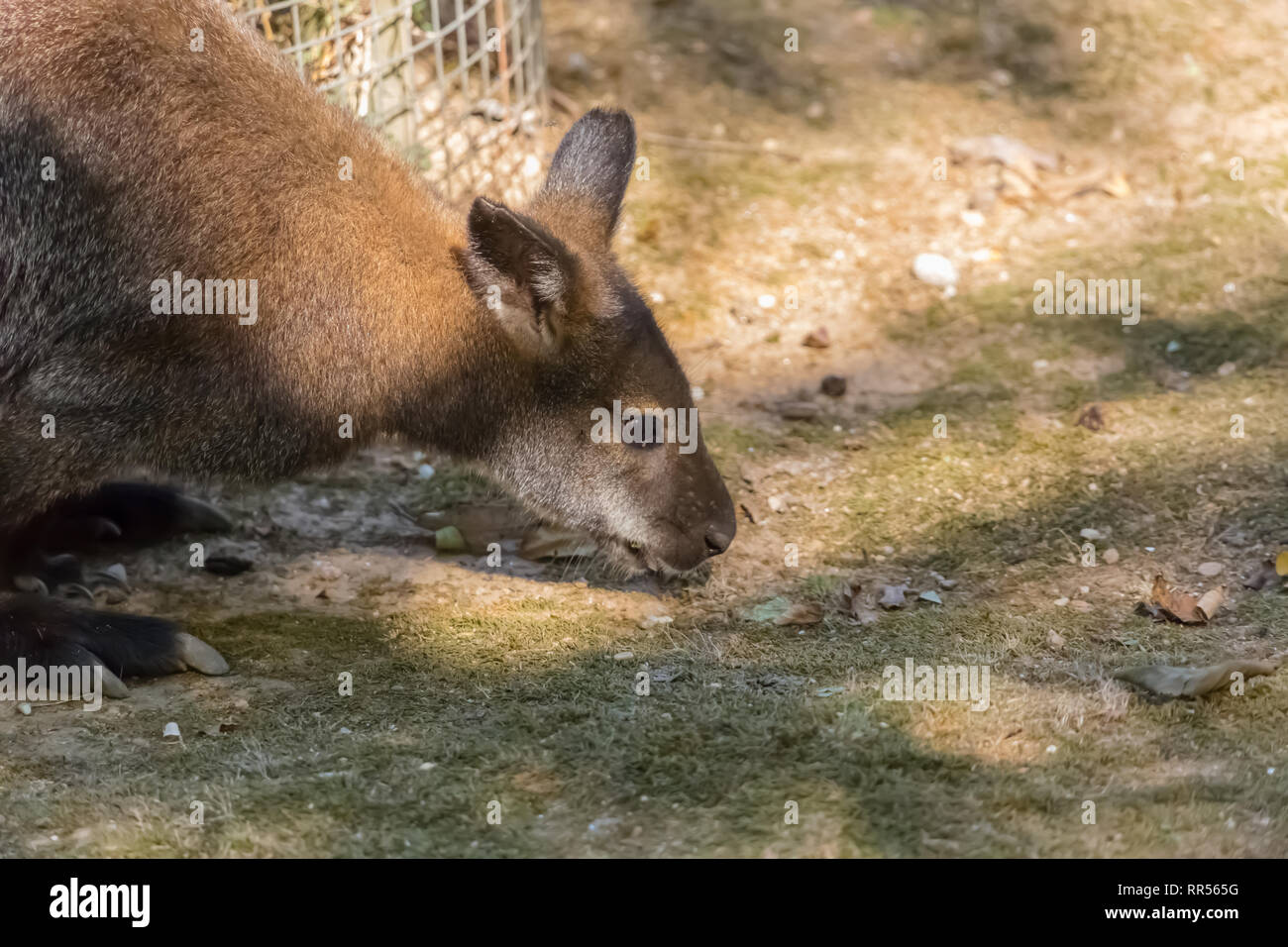 Ansicht der Vorderseite des Bennett Känguruh, red-necked Wallaby, Macropus rufogriseus, Essen auf dem Boden im Freien Rasen Stockfoto