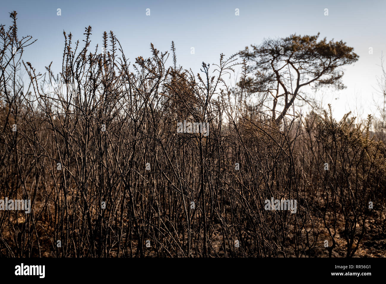 Verbrannt Heide nach Waldbrand Stockfoto