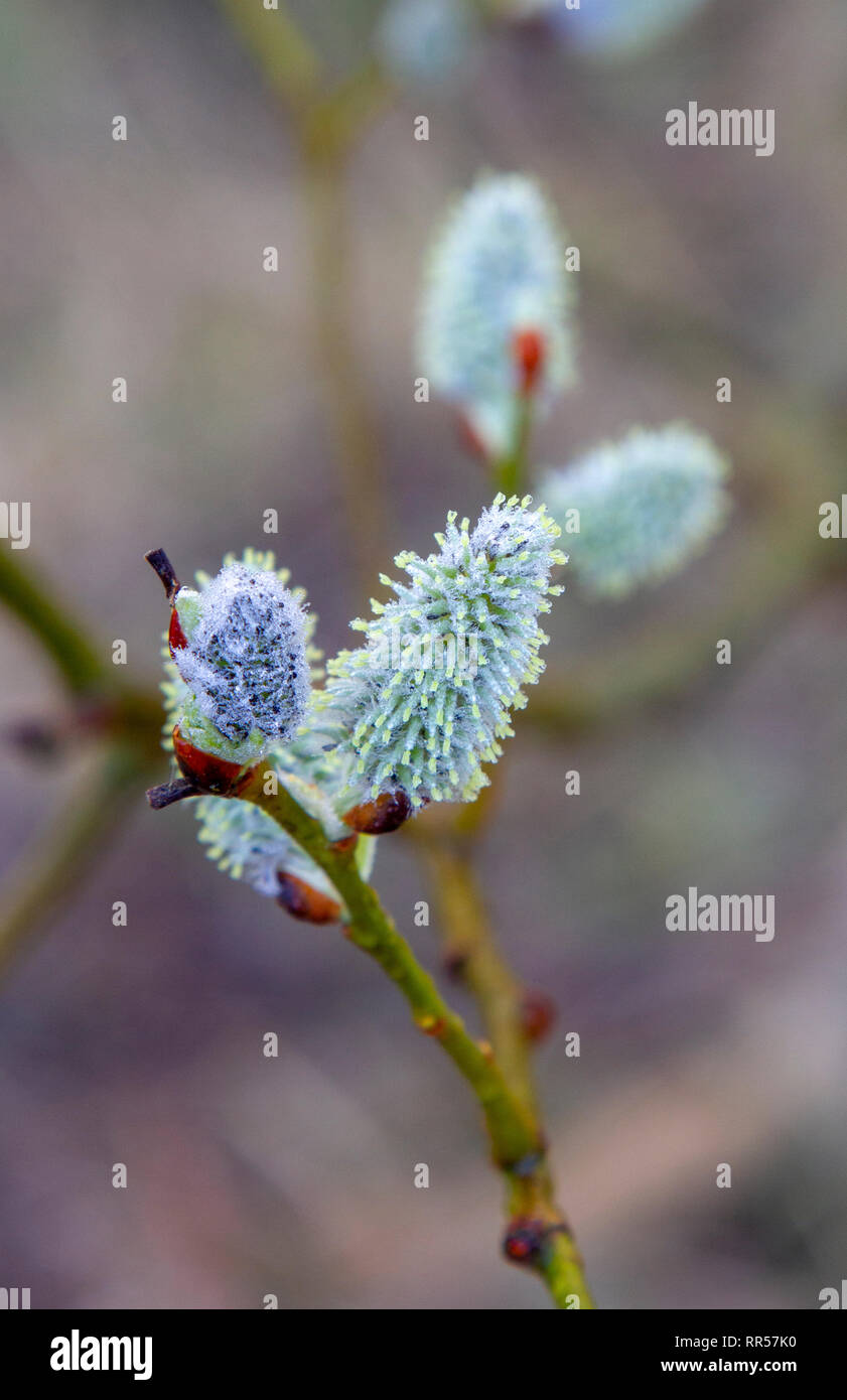 Willow palmkätzchen in Blüte im Februar Stockfoto