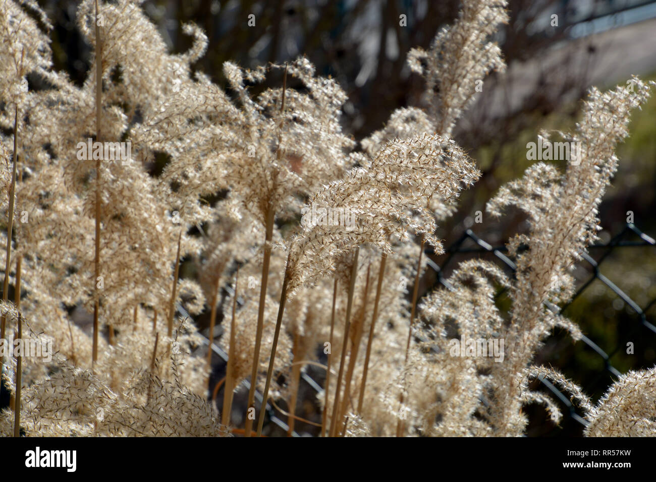 Getrocknete Calamagrostis acutiflora Karl Foerster im späten Winter mit vielen Samen, ornamental Gras Karl Foerster mit braunen getrocknete Halme Stockfoto