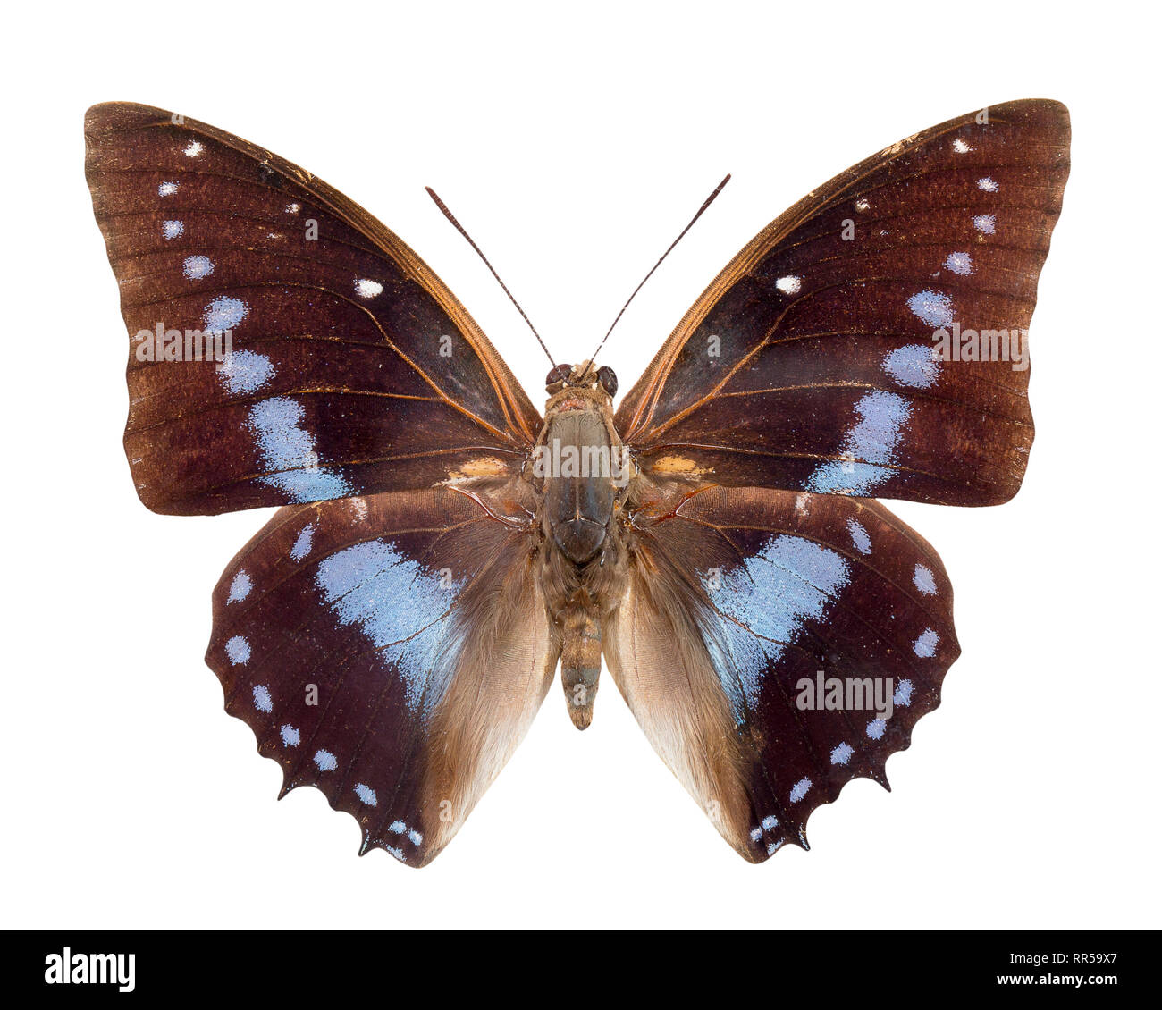 Schmetterling Charaxes imperialis auf weißem Hintergrund. Stockfoto