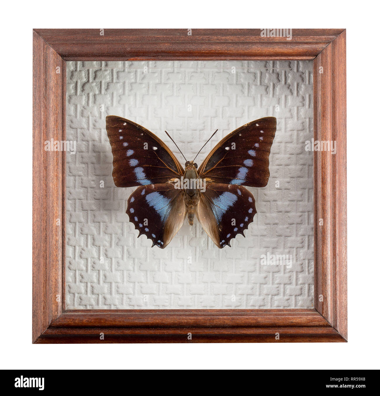 Schmetterling Charaxes imperialis im Rahmen auf weißem Hintergrund. Stockfoto