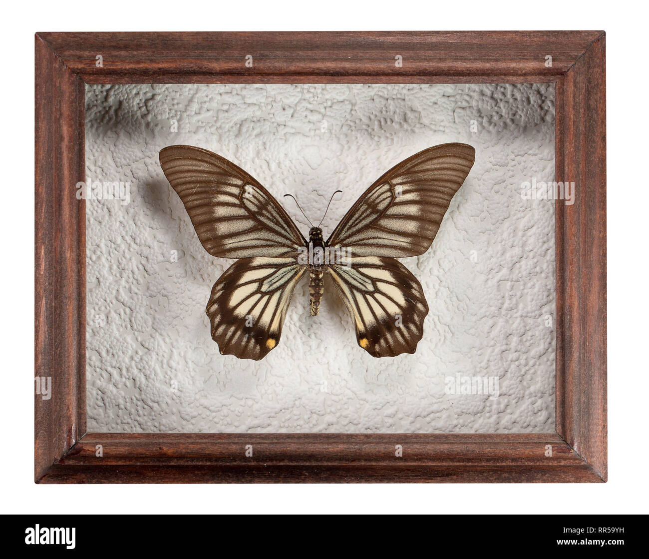 Schmetterling Schmetterling veiovis in Rahmen auf weißem Hintergrund. Stockfoto