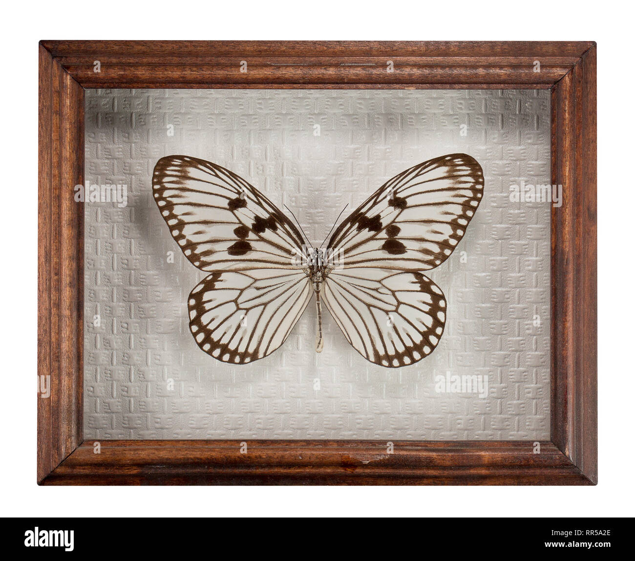 Schmetterling Idee d'urvillea in Rahmen auf weißem Hintergrund. Stockfoto