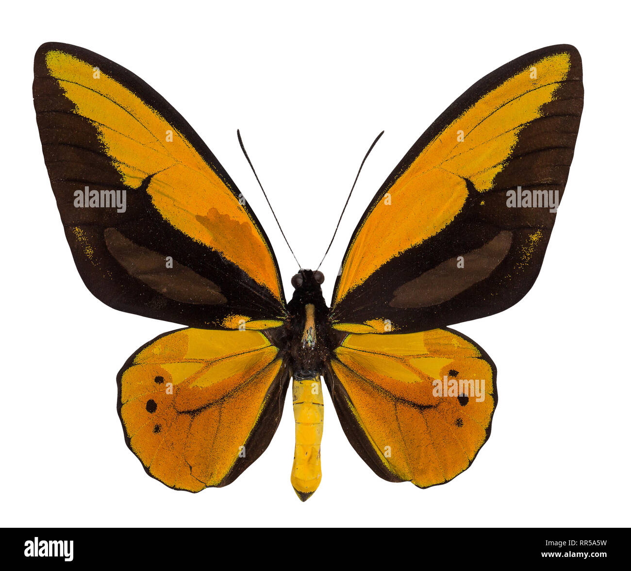 Schmetterling Ornithoptera croesus lydius auf weißem Hintergrund. Stockfoto