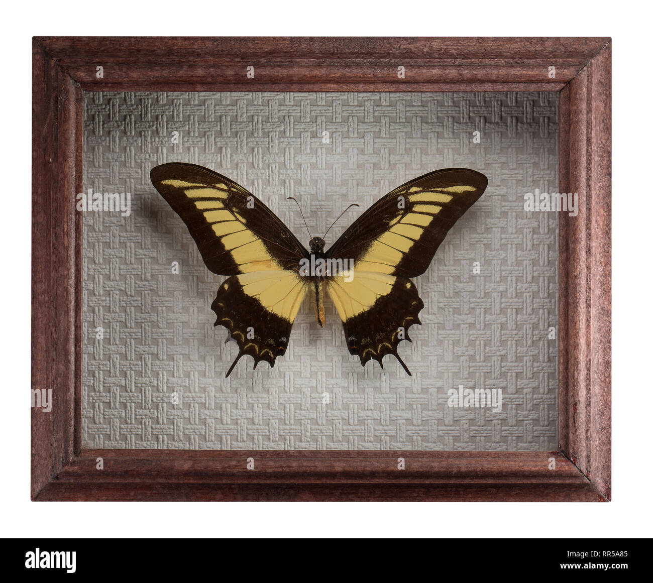 Schmetterling Papilio androgeos in Rahmen auf weißem Hintergrund. Stockfoto