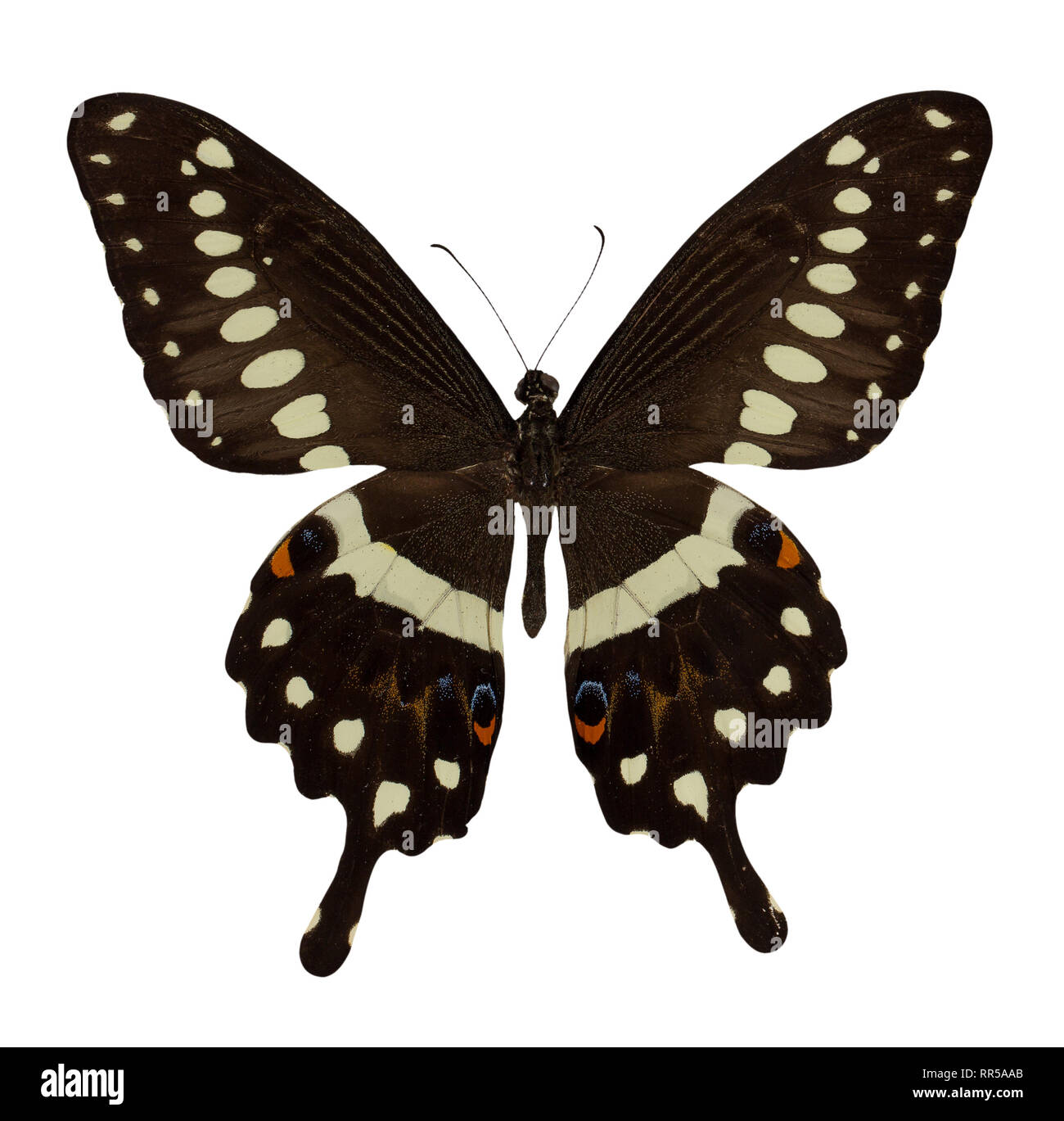 Schmetterling Papilio lormieri isoliert auf weißem Hintergrund. Stockfoto