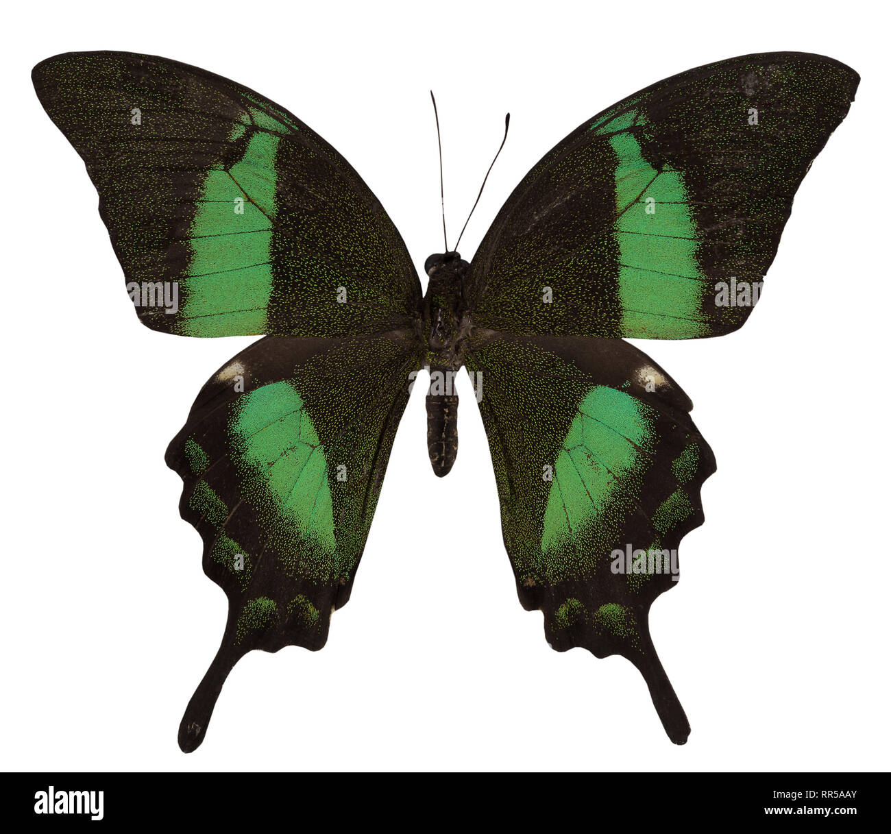 Schmetterling Papilio Palinurus-arten auf weißem Hintergrund. Stockfoto