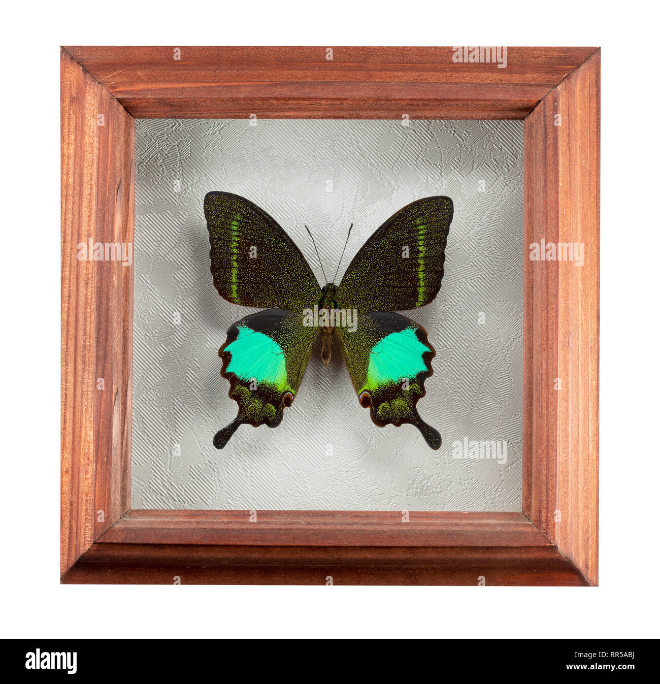 Schmetterling Papilio paris im Rahmen auf weißem Hintergrund. Stockfoto