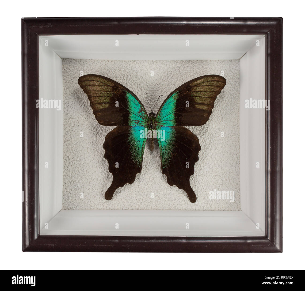 Schmetterling Papilio peranthus adamantius in Rahmen auf weißem Hintergrund. Stockfoto