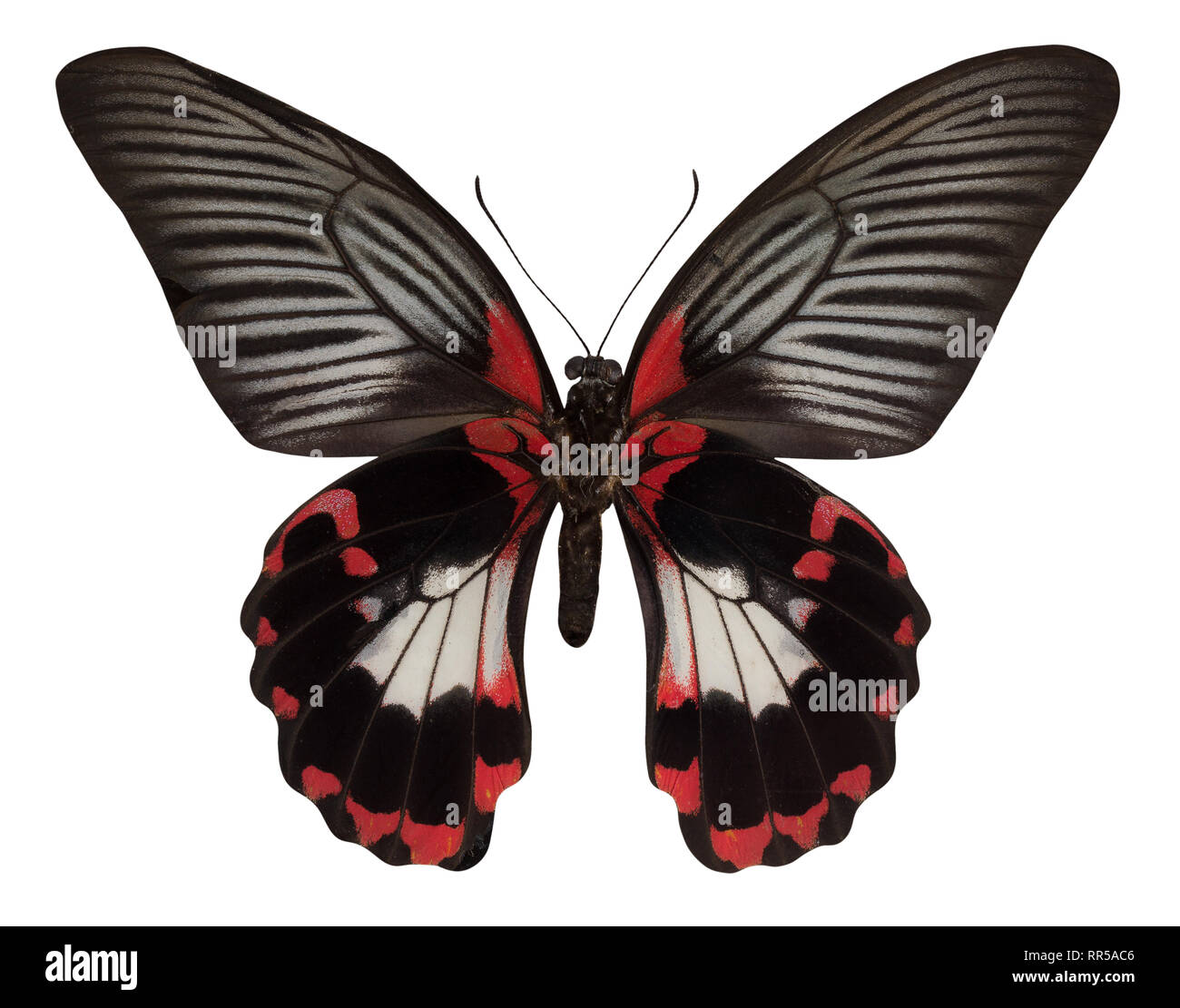 Schmetterling Papilio rumanzovia auf weißem Hintergrund. Stockfoto