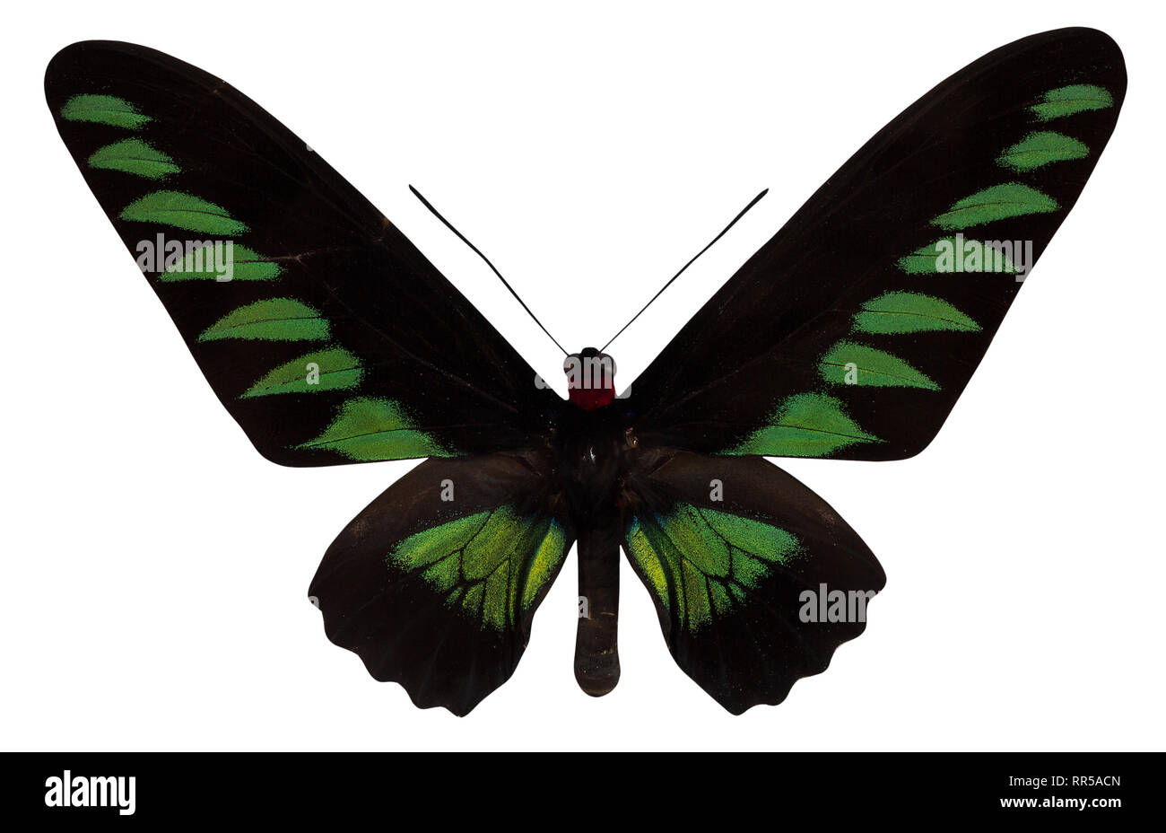 Schmetterling Grundfärbung broockiana auf weißem Hintergrund. Stockfoto