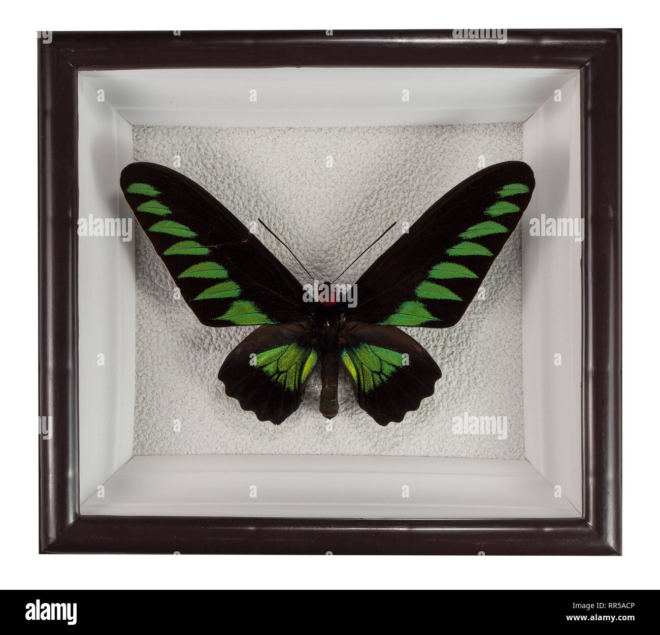 Schmetterling Grundfärbung broockiana in Rahmen auf weißem Hintergrund. Stockfoto