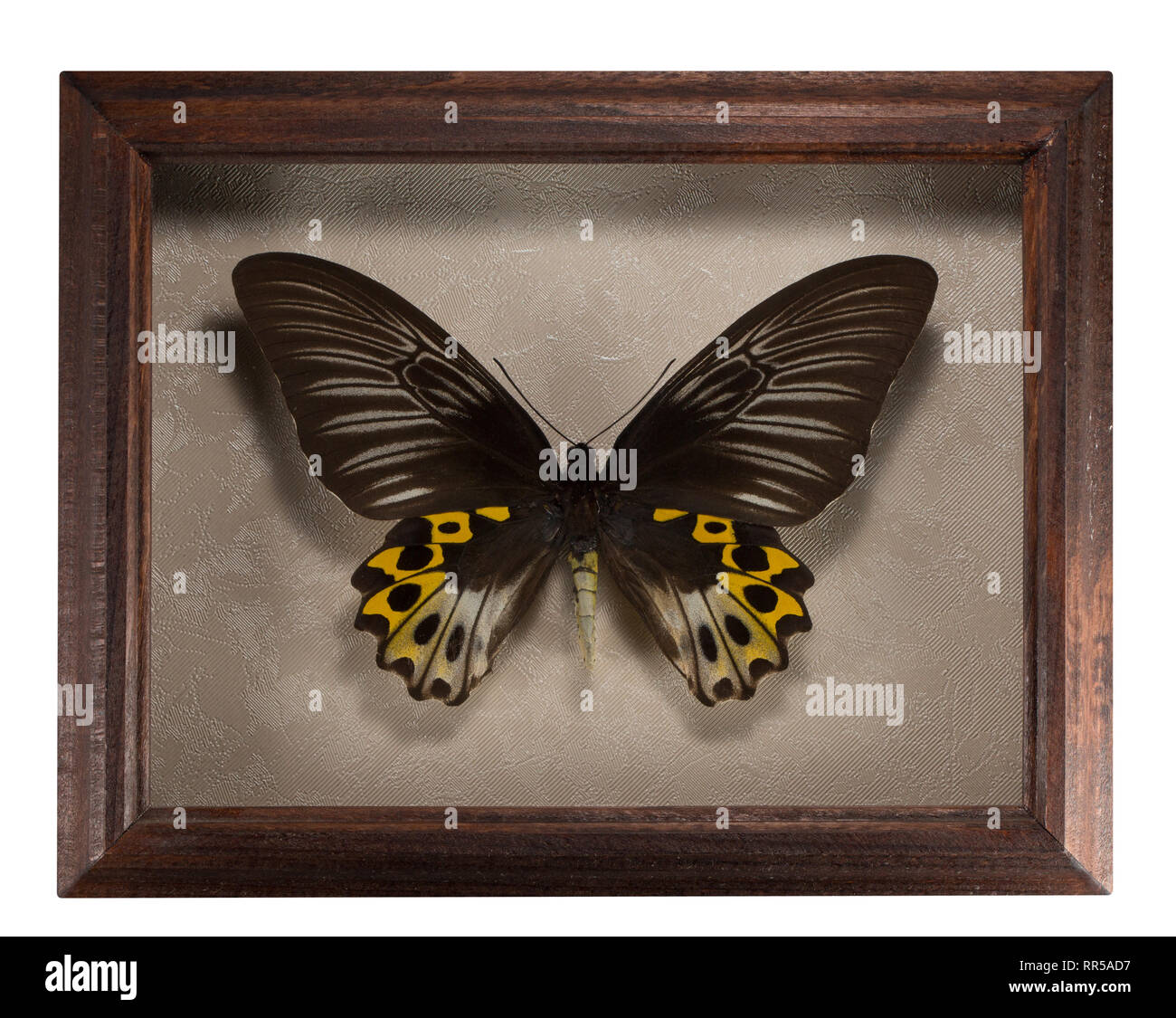 Schmetterling der Schmetterling hyppolitus in Rahmen auf weißem Hintergrund. Stockfoto