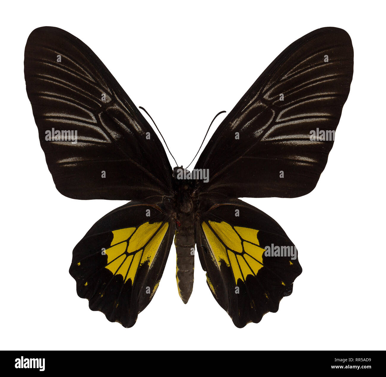 Schmetterling der Schmetterling rodomanthus auf weißem Hintergrund. Stockfoto