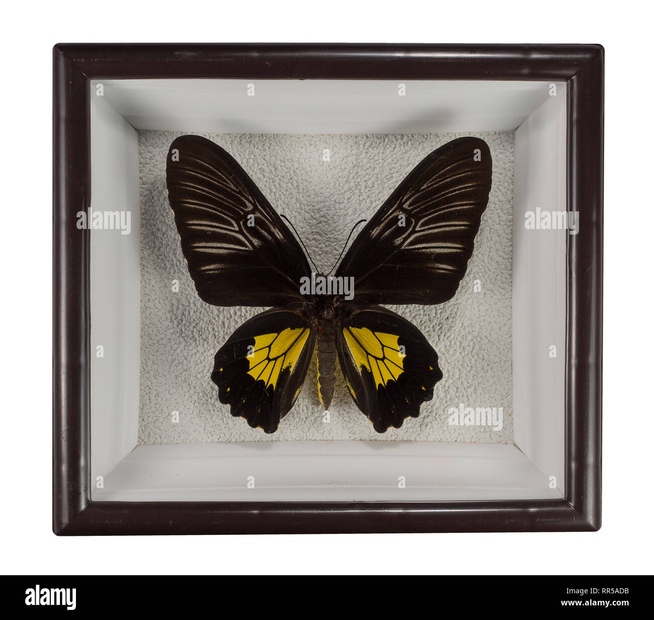 Schmetterling der Schmetterling rodomanthus in Rahmen auf weißem Hintergrund. Stockfoto