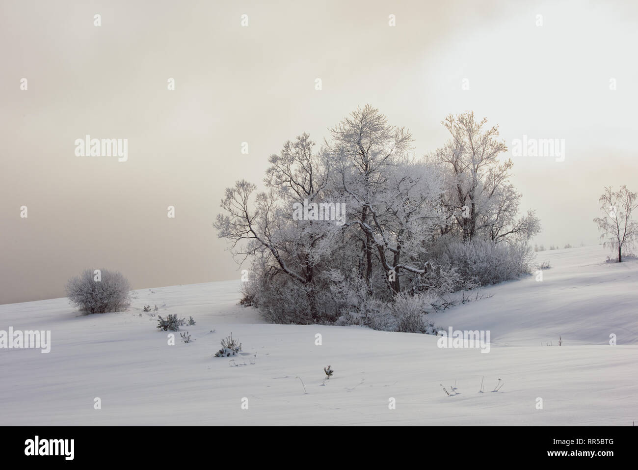 Schönen Wintermorgen Landschaft. Einzelnen hohen eisigen Baum mit Frost bedeckt. Mystic heitere Szene. Rosa Nebel über verschneite Wiese bei Sonnenaufgang. Weihnachten Stockfoto