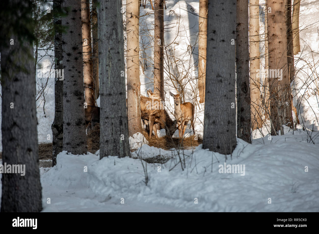 Herde von großer Hirsch (Cervus Elaphus), Rotwild, umgeben von Herde von HINDEN. Edle Hirsche, versteckt im Wald der Karpaten im Winter Stockfoto