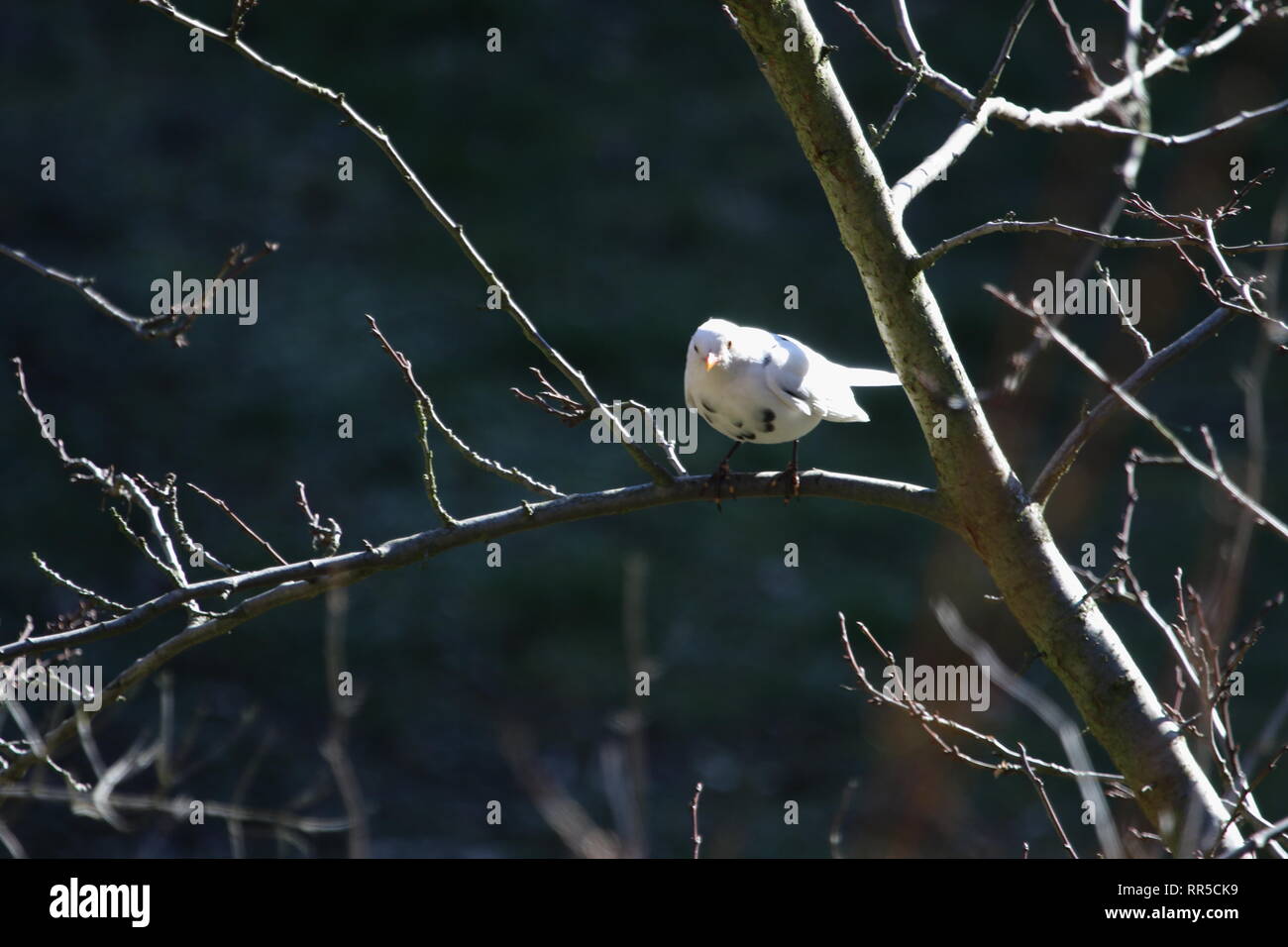 Berlin: Seltene weiße Amsel im Garten gesichtet in Berlin-Steglitz. Es ist ein harmloser Mangel Mutation, der verursacht, dass die Federn, weiß zu sein Stockfoto