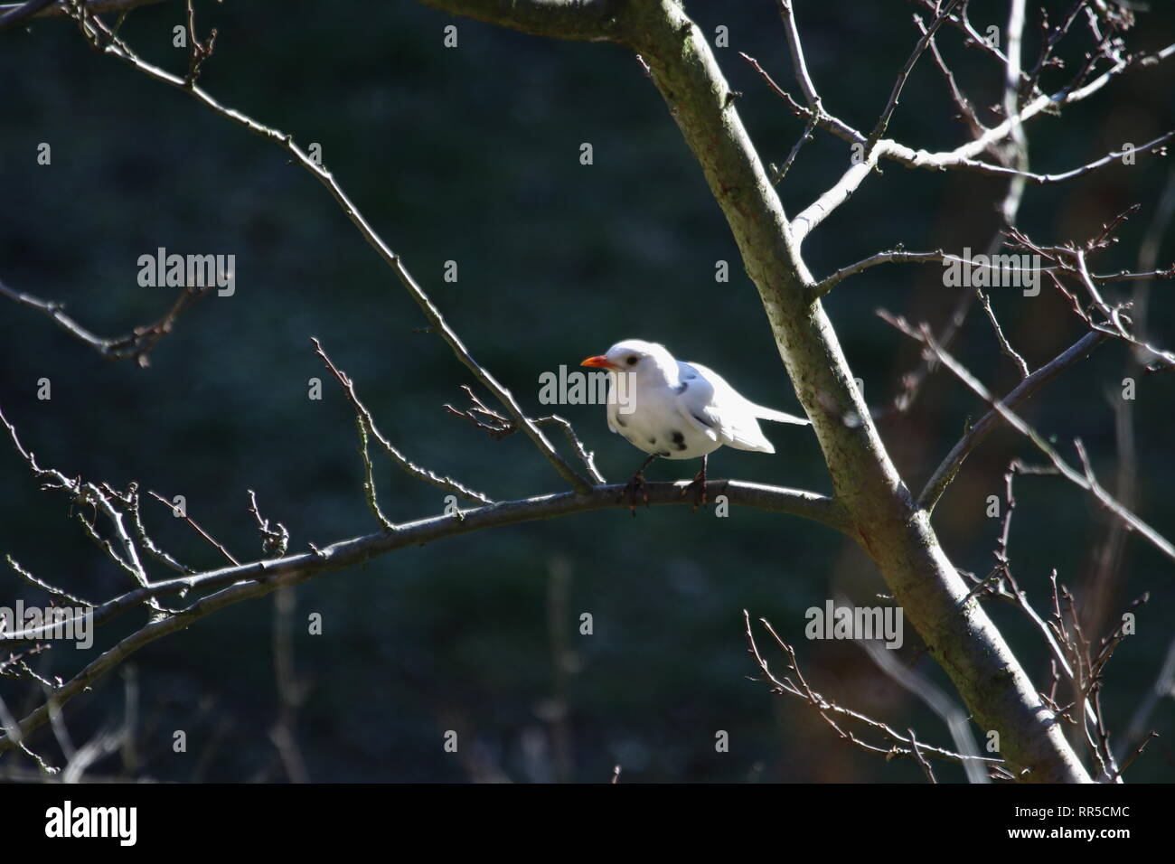 Berlin: Seltene weiße Amsel im Garten gesichtet in Berlin-Steglitz. Es ist ein harmloser Mangel Mutation, der verursacht, dass die Federn, weiß zu sein Stockfoto