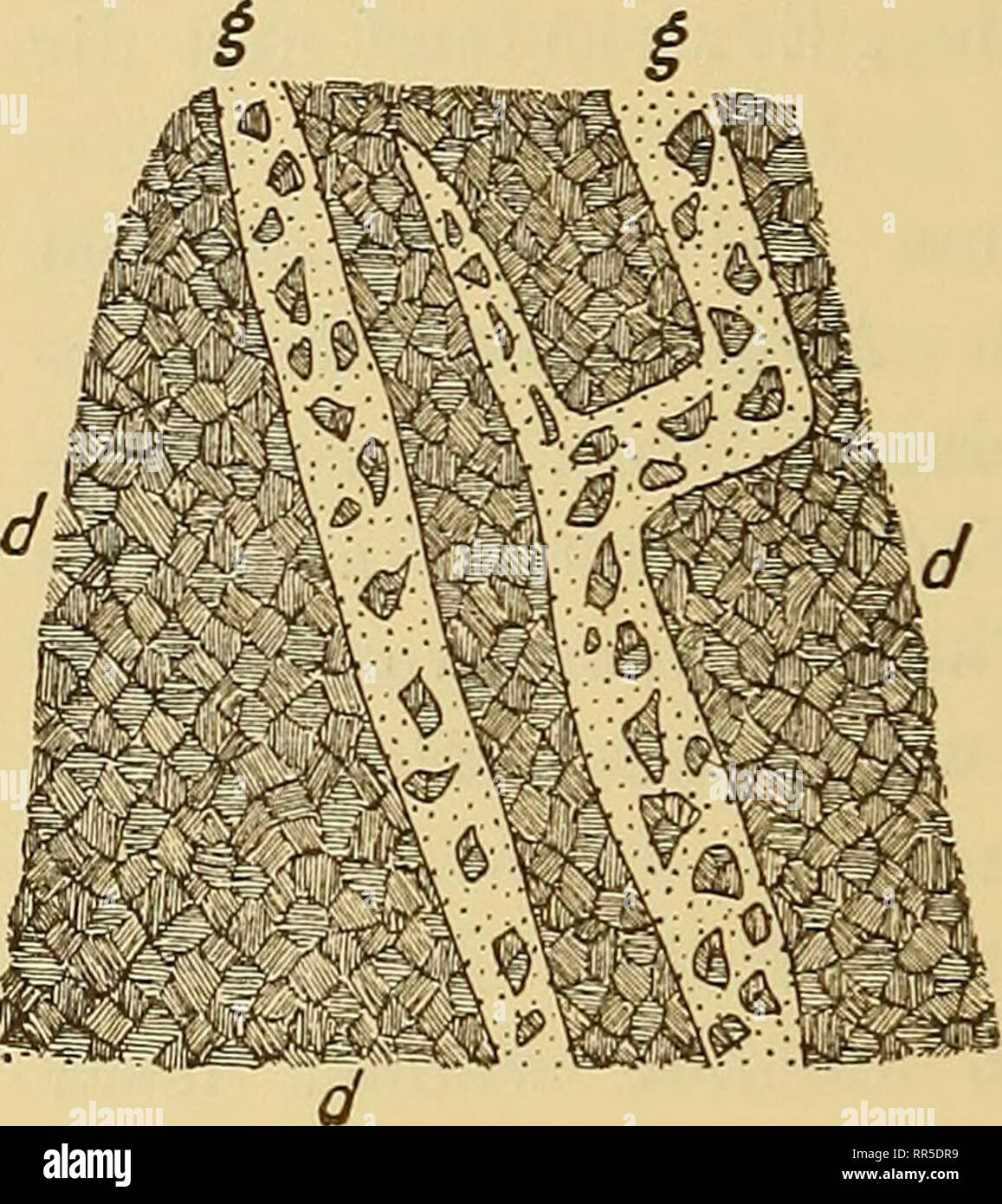 Abhandlungen Zur Geologischen Specialkarte Von Preussen Und Den Thuringischen Staaten 16 Das Csetras Gebirge Nach Der Teufe Uimmt Sterben Verbreitung Des Glauches Un Verkennbar Zu In Der Sterben Glauchbreccieu Verkittenden Masse Hat Inkey
