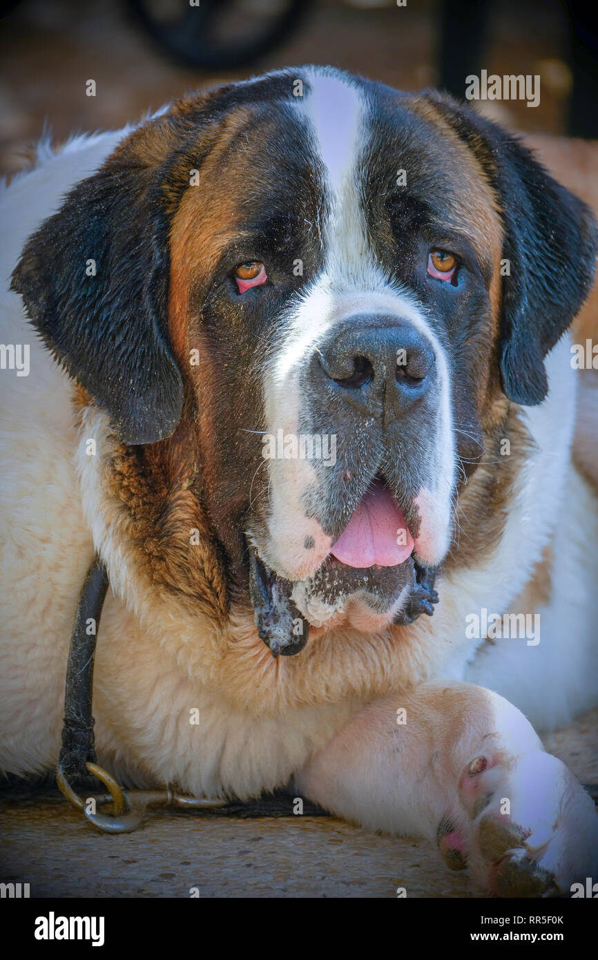 A saint bernard dog Fotos und Bildmaterial in hoher Auflösung Alamy