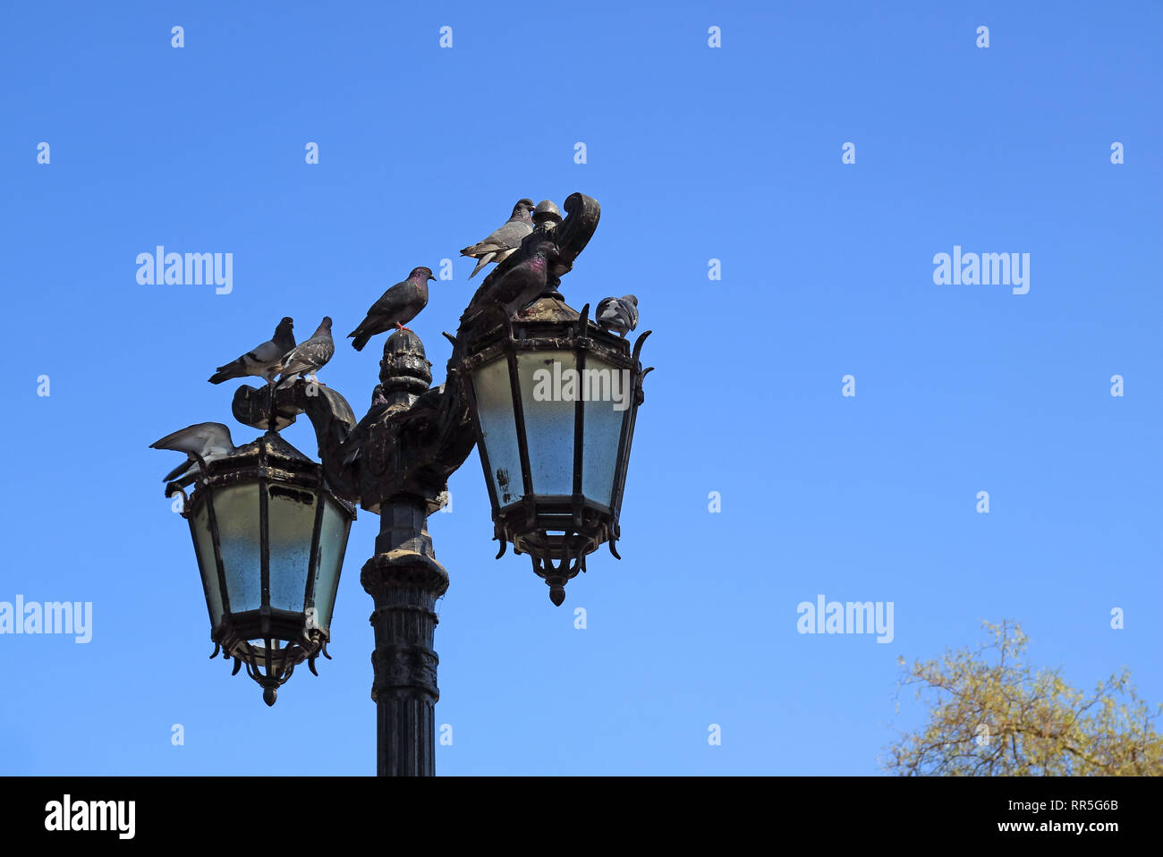 Gruppe von Tauben auf der Vintage street lamp gegen den blauen Himmel Stockfoto