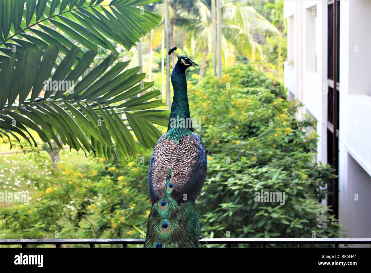 Lebendige männlichen Pfau sitzen auf einem Zaun mit einem grünen Hintergrund. Stockfoto