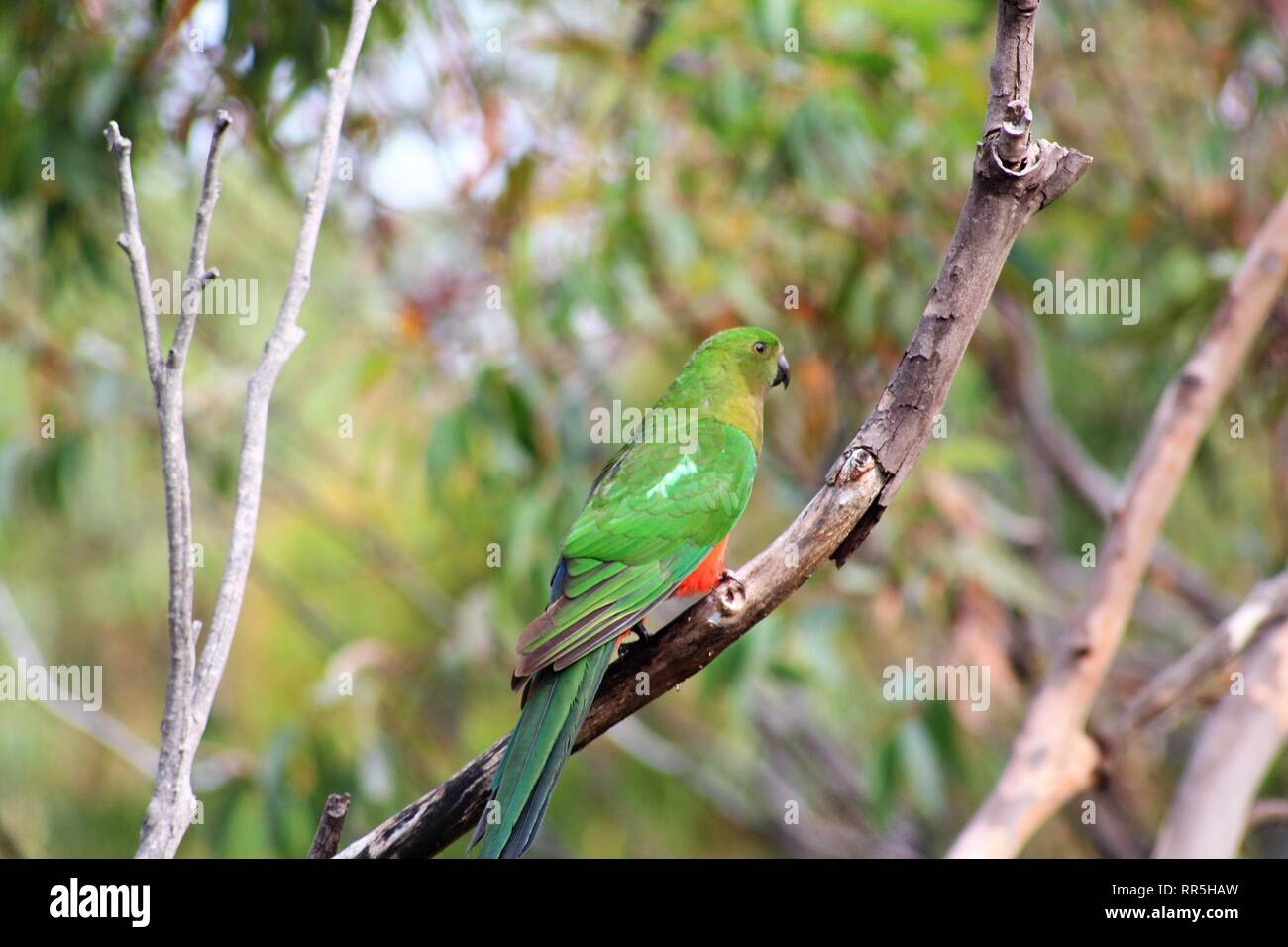 Süße rote und grüne Papagei thront auf einem Zweig in einem Wald Vordach. Stockfoto