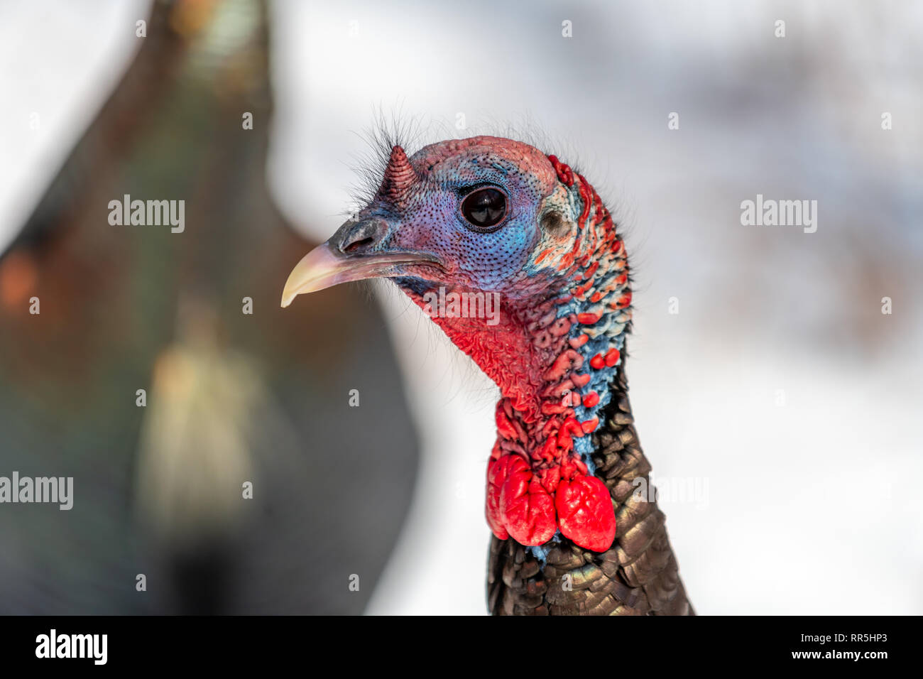 Wilder Truthahn (Meleagris gallopavo) Wandern im Schnee im Winter. Stockfoto