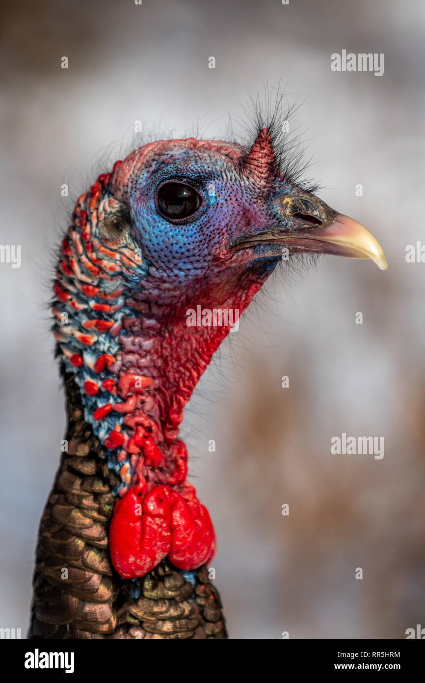 Truthahn Schnee Winter Stockfotos Und Bilder Kaufen Alamy