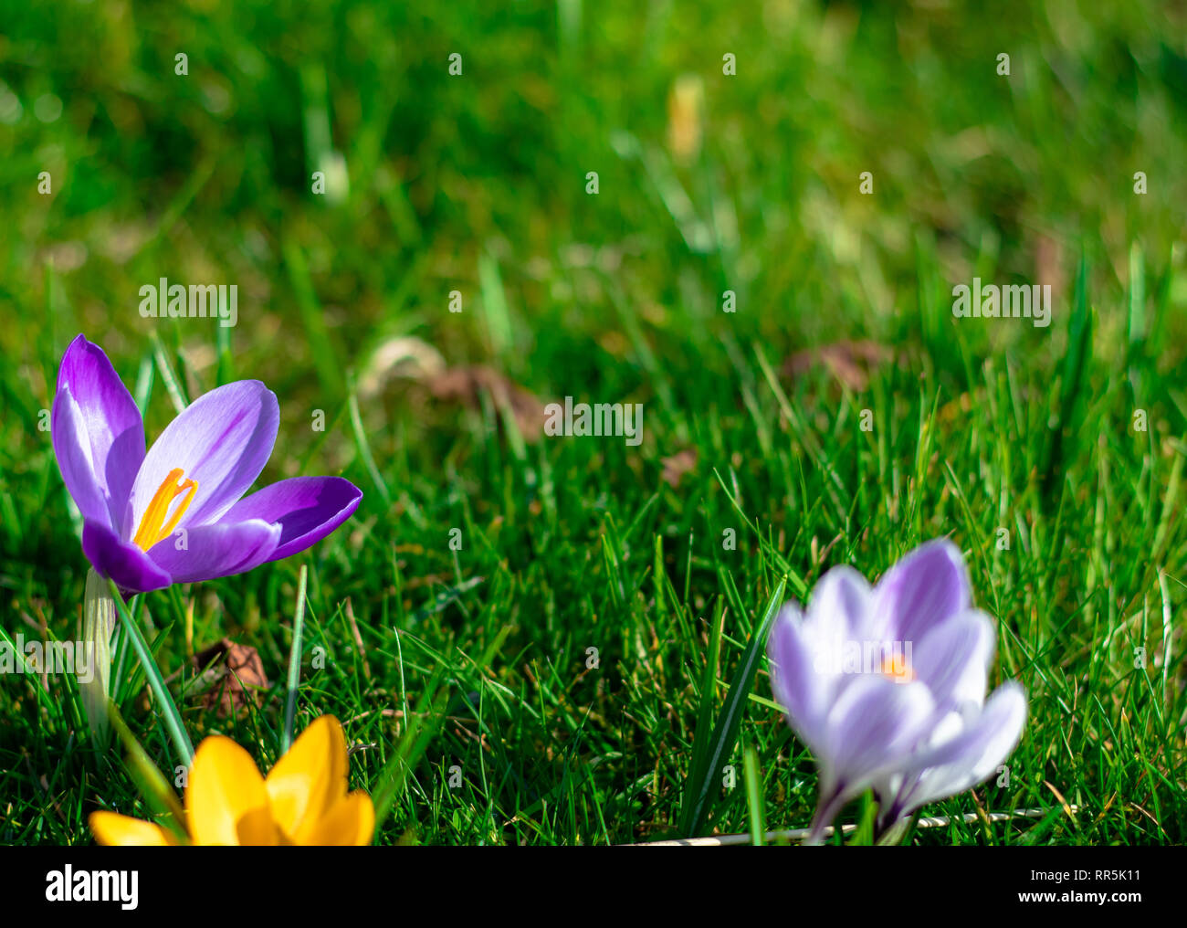 Crocus Blumen in voller Blüte, Frühling in London Stockfoto