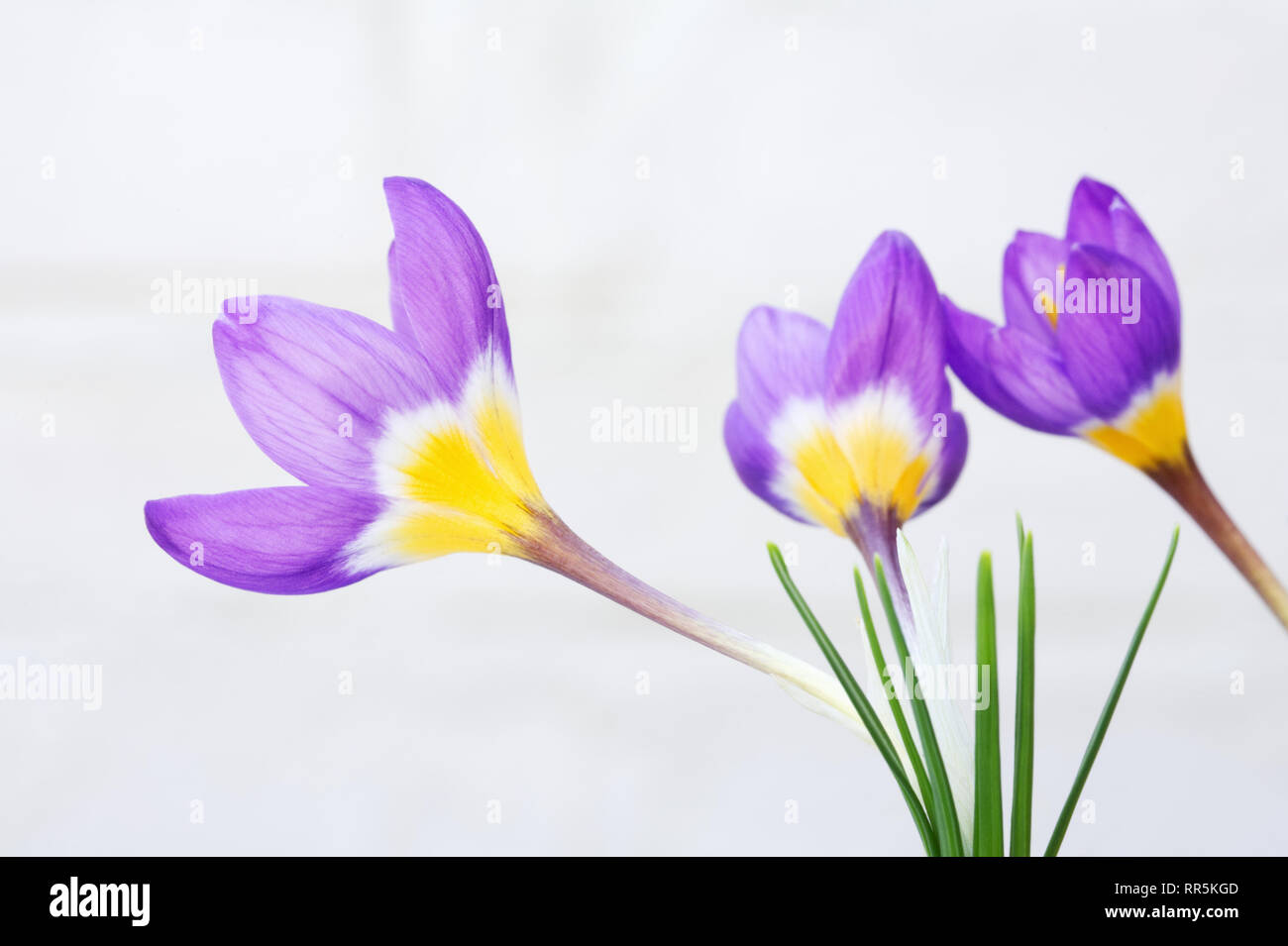 Crocus Sieberi Subspecies Sublimis "Tricolor" Blumen. Stockfoto