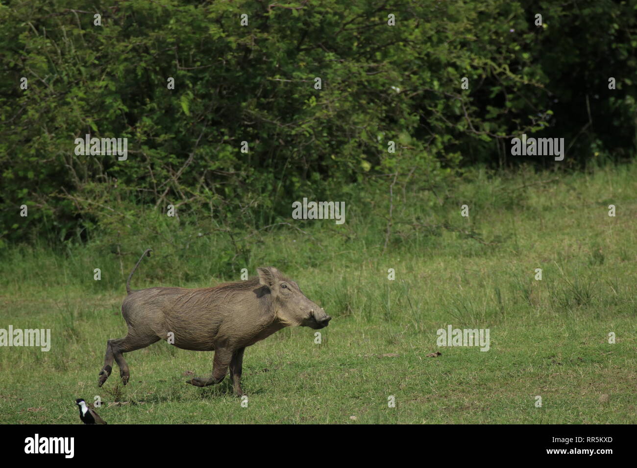 GEWÖHNLICHER WARTHOG Warzenschwein, der durch die grüne afrikanische Savanne läuft und seinen Schwanz hebt Stockfoto