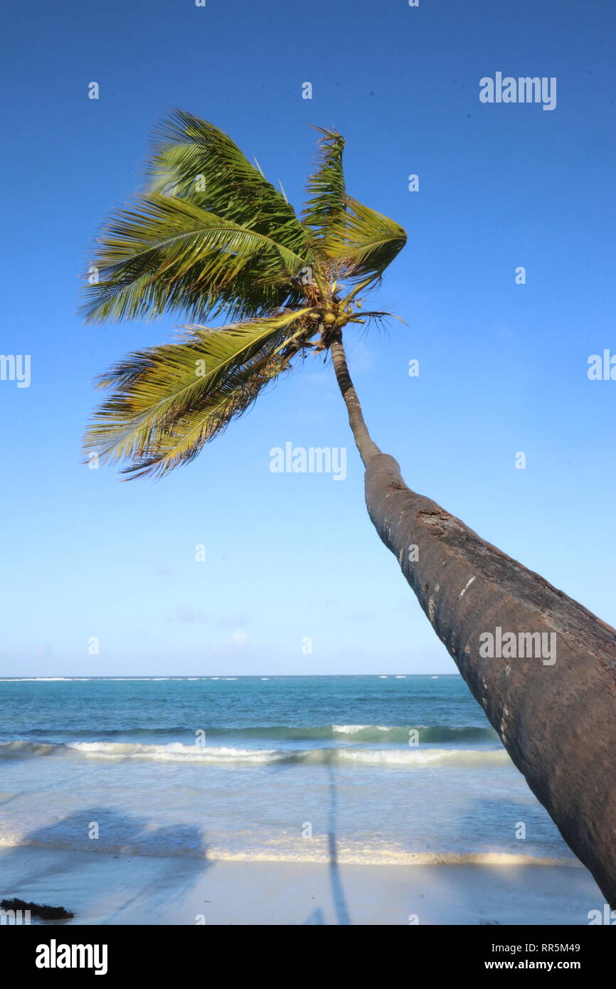 Weißer Sandstrand mit einsamer Palme auf Sansibar Island, Tansania Stockfoto
